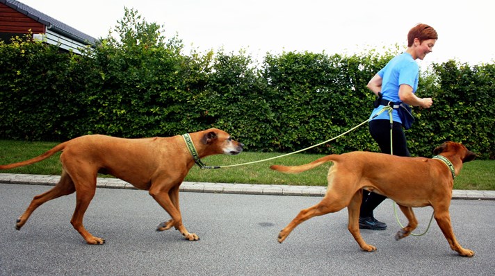 bekræft venligst Faial Ekstraordinær TEMA - Løb med din hund - VoresPuls