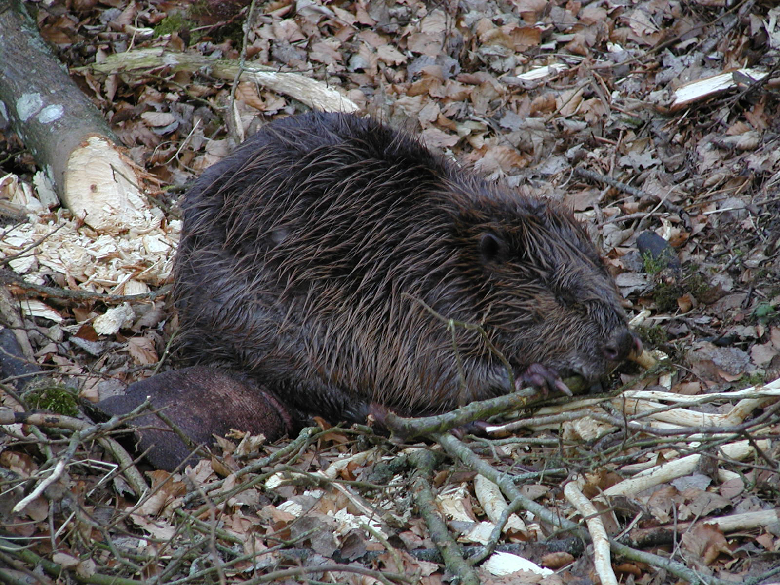 Klosterheden - Bæver.jpg