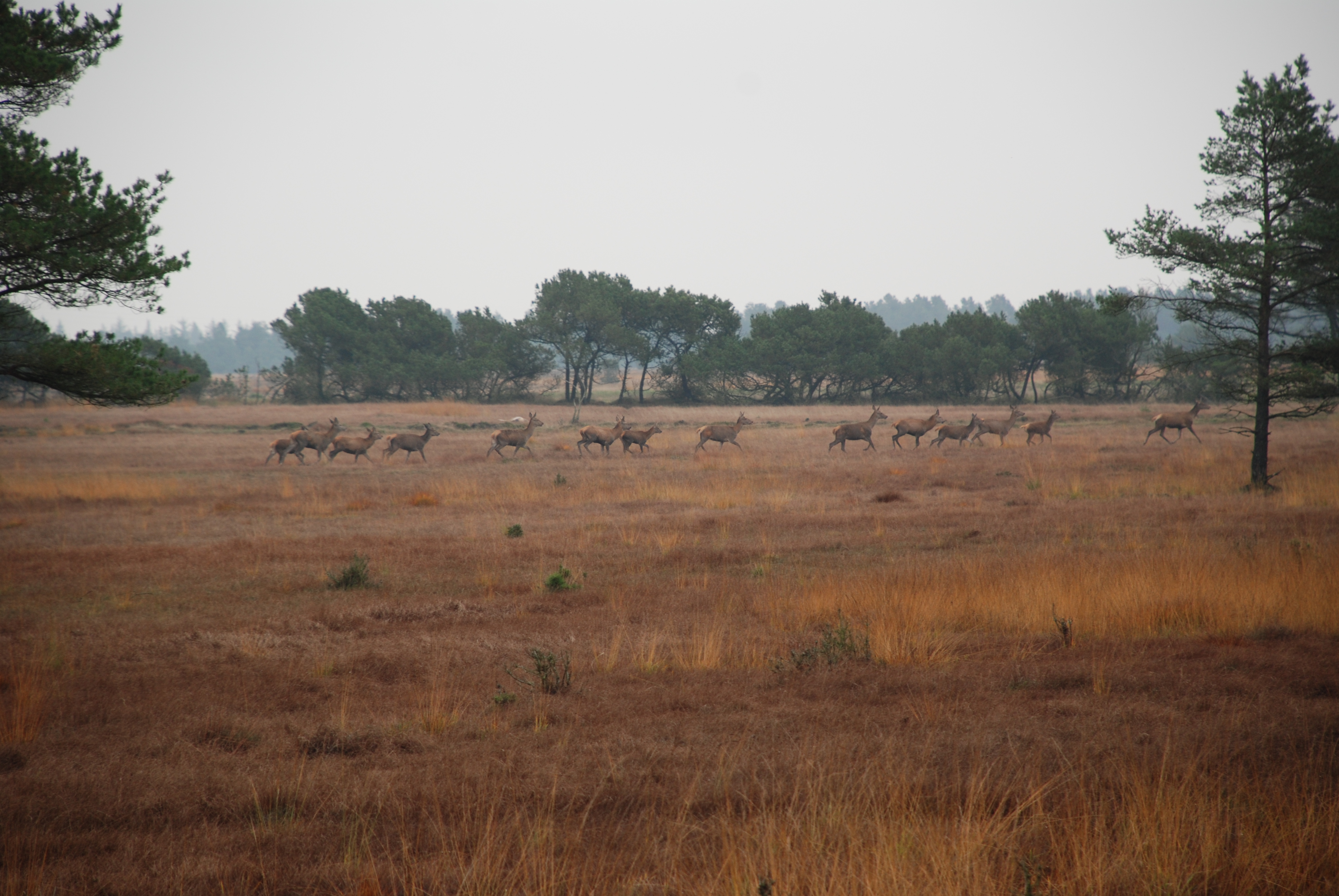 Klosterheden - krondyr.JPG