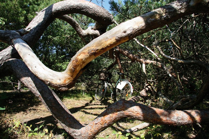 Enebærdalen - Troldeskoven.jpg