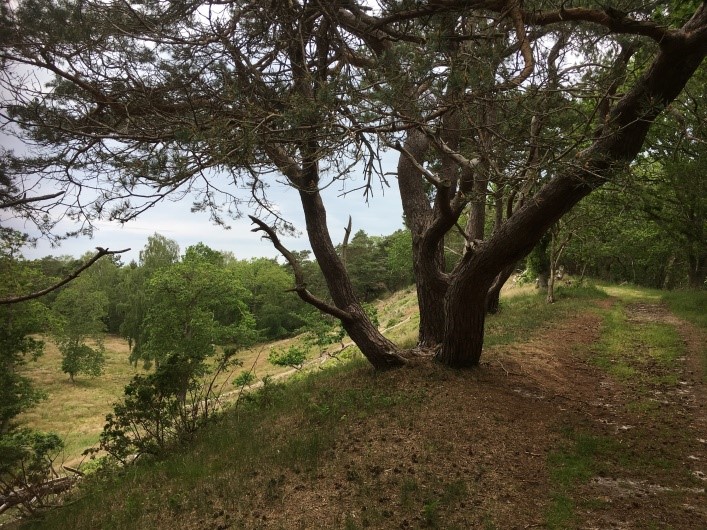 Korshage rundt - Højdesandryggen