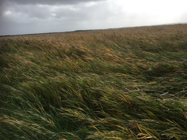 Hindø Rundt - Rørskoven i stormvejr.